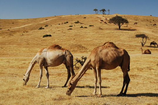 Dromadaires dans le Dhofar, près de Salalah, Oman