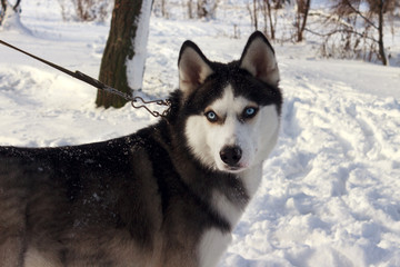 Beautiful Husky with leash walks through the snow