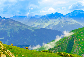 Naklejka premium View on wild ibex herd in the Alps by Arlberg in Austria