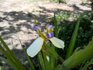 Brazilian Neomarica Candida flower in the garden