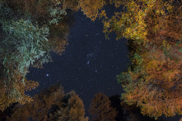 stars view from forest