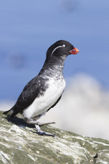 Parakeet auklet walking along the rocks in a colony of seabirds on a small island in a quiet ocean