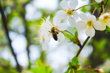 The bee collects the nectar on the flower of the spring tree. White flowers