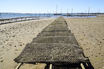 cap ferret