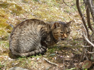 茂みの中から周囲を窺う野良猫(兵庫県)