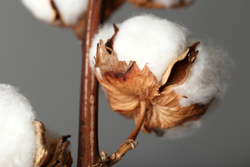 Cotton flower on branch against grey background, closeup