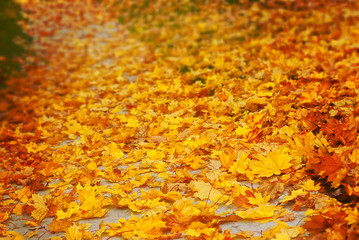 Autumn leaves on a sidewalk