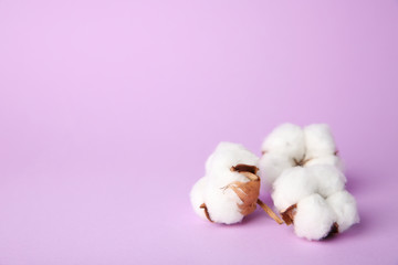 Cotton flowers on color background