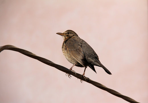 femmina di merlo (Turdus merula)