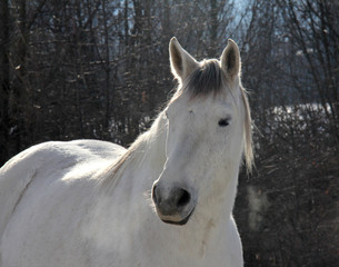 cavallo bianco con pelo invernale
