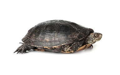 Obraz premium Żółw na białym tle