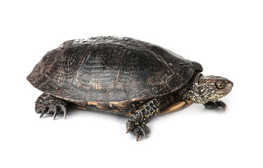 Turtle on white background