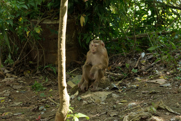 Monkey sitting in the jungle