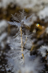 Tiny Hoarfrost Tree