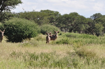 Kudu antelope in the african bush. Namibia