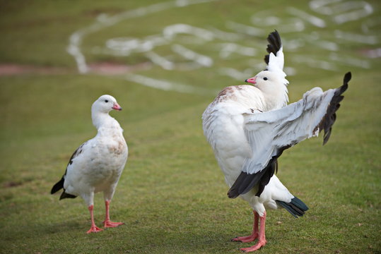 Andean Goose (Oressochen melanopterus)