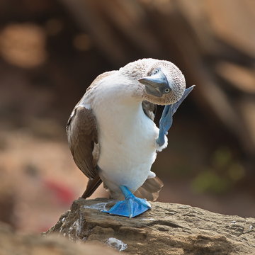 blue-footed booby (Sula nebouxii) - scratching head