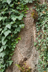 bark with ivy