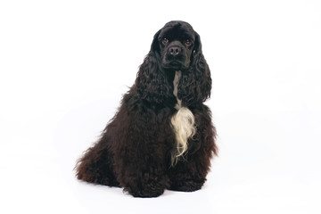 Black American Cocker Spaniel dog with a white chest sitting indoors on a white background