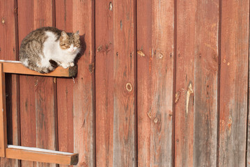 Obraz premium 2630573 homeless cat basks in the sun,