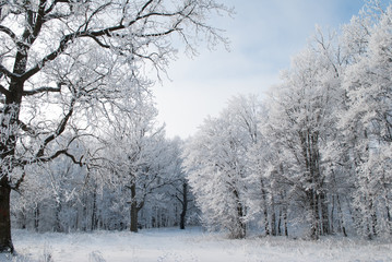 2630576 Winter landscape, trees in frost,