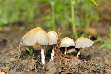 Wild mushrooms, in the wild nature