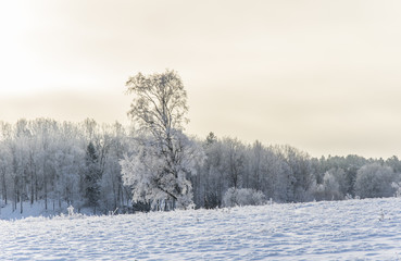 Natur med frostiga träd och buskar ute på Värmdö en vacker vinter dag