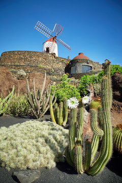 Cactus garden Jardin de Cactus in Lanzarote Island