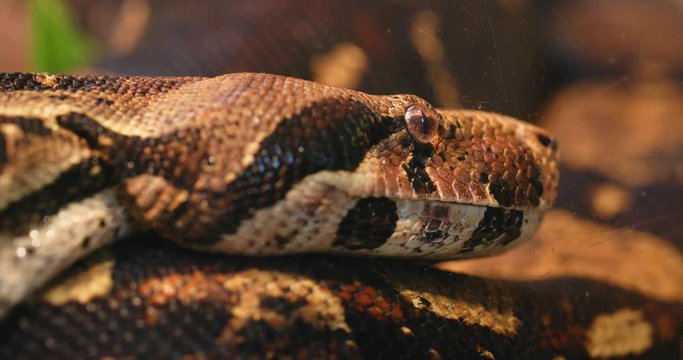 Eunectes murinus close up