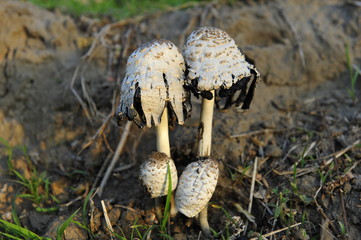 Wild mushrooms, in the wild nature