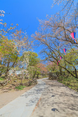 Fototapeta premium 春の懐古園の風景