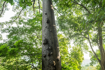 Fototapeta premium ceiba