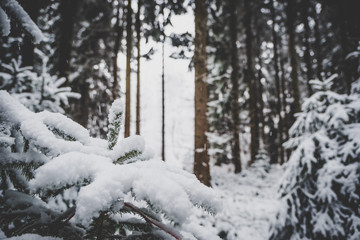 winter wonderland in to the woods