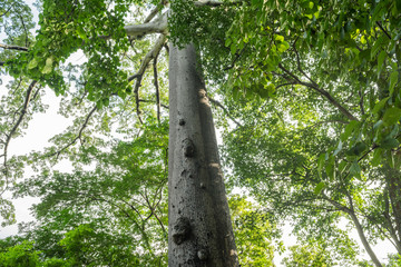 Fototapeta premium ceiba