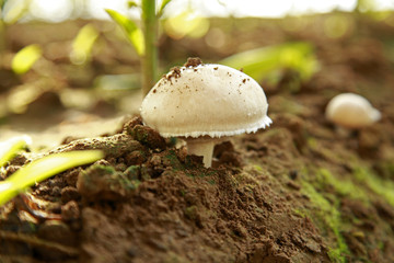 Wild mushrooms, in the wild nature