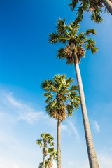 Fototapeta premium landscape of sugar palm tree in Thailand
