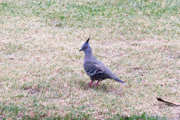 Crested Pigeon Grass