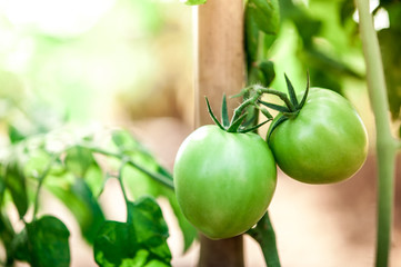 Green Tomatoes on tomato tree