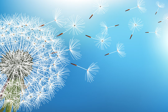 Dandelion blowing seeds on blue background