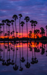Fototapeta na wymiar landscape of sugar palm tree in Twilight time ,Thailand