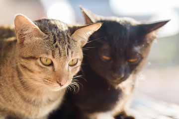 Portrait of two cats, brown cat looking for something and black cat looking the camera