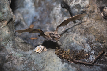 the bat flies out of the cave