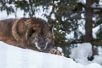 Naklejka premium 冬のシンリンオオカミ 