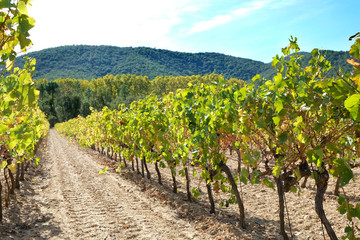 Fototapeta na wymiar Luberon vineyard France row of grapevine for red grape wine photo