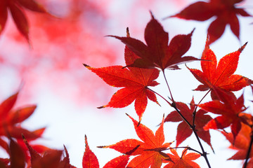 red maple leaf in Japan autumn season