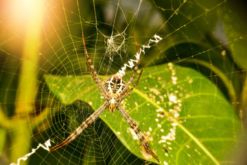 Spider catch on insect trapper