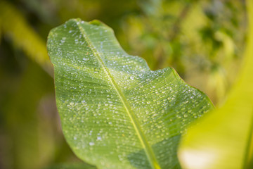 Clear water on the banana leaves to create a fresh juicy meet.