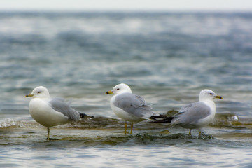 Three Seagulls on Lake Michigan, Wisconsin shore