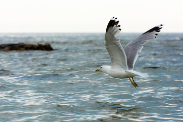 Fototapeta na wymiar Seagull Flying on Lake Michigan, Wisconsin shore