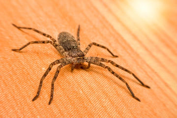 Thai spiders